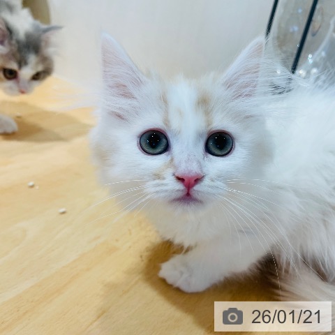 千葉県のミヌエット (ペットプラス ユーカリが丘店/2025年10月30日生まれ/女の子/クリームタビーホワイト)の子猫の3枚目の画像