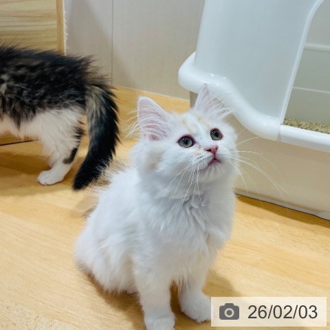 千葉県のミヌエット (ペットプラス ユーカリが丘店/2025年10月30日生まれ/女の子/クリームタビーホワイト)の子猫の3枚目の画像