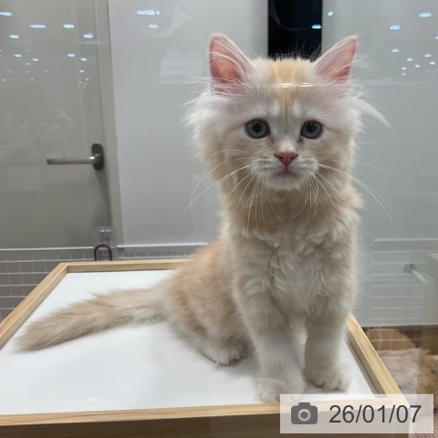 埼玉県のミヌエット (ペッツワン 新座店/2025年10月30日生まれ/女の子/クリームタビーホワイト)の子猫の3枚目の画像