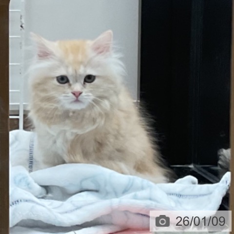 埼玉県のミヌエット (ペッツワン 新座店/2025年10月30日生まれ/女の子/クリームタビーホワイト)の子猫の3枚目の画像