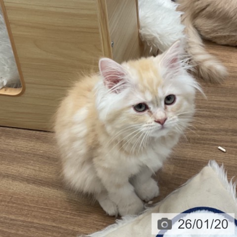 ミヌエットの写真