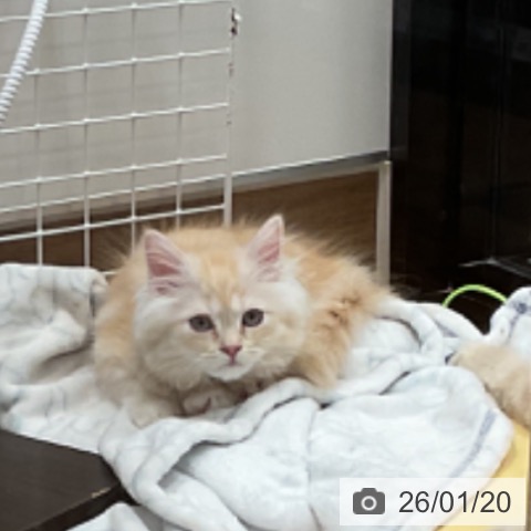 埼玉県のミヌエット (ペッツワン 新座店/2025年10月30日生まれ/女の子/クリームタビーホワイト)の子猫の4枚目の画像