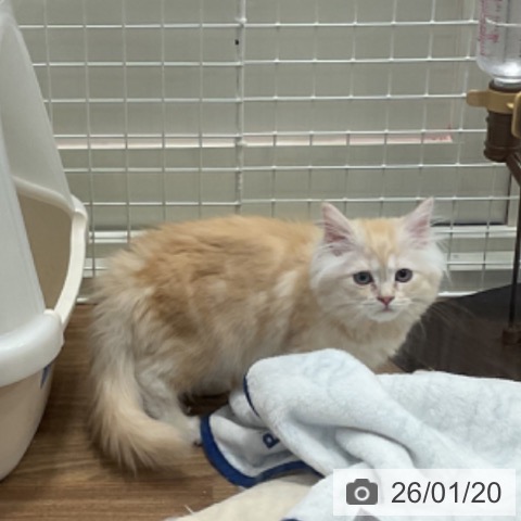 埼玉県のミヌエット (ペッツワン 新座店/2025年10月30日生まれ/女の子/クリームタビーホワイト)の子猫の3枚目の画像