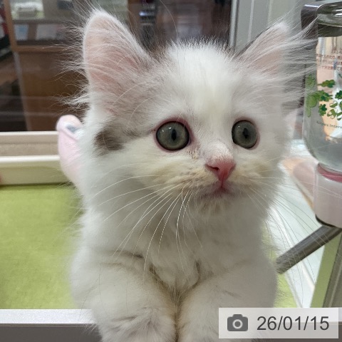千葉県のサイベリアン (ペットプラス 成田店/2025年10月29日生まれ/男の子/シルバータビーホワイトバン)の子猫の4枚目の画像