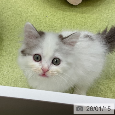 千葉県のサイベリアン (ペットプラス 成田店/2025年10月29日生まれ/男の子/シルバータビーホワイトバン)の子猫の3枚目の画像