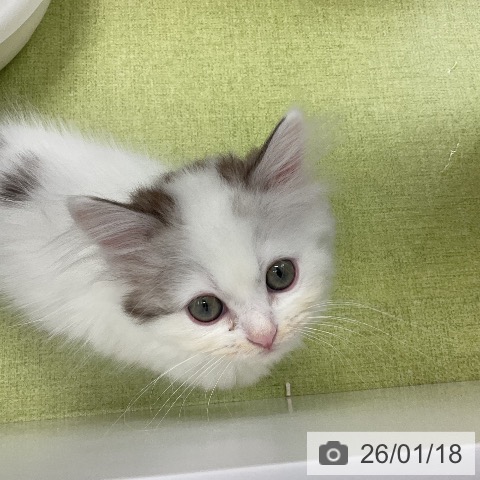 千葉県のサイベリアン (ペットプラス 成田店/2025年10月29日生まれ/男の子/シルバータビーホワイトバン)の子猫の3枚目の画像