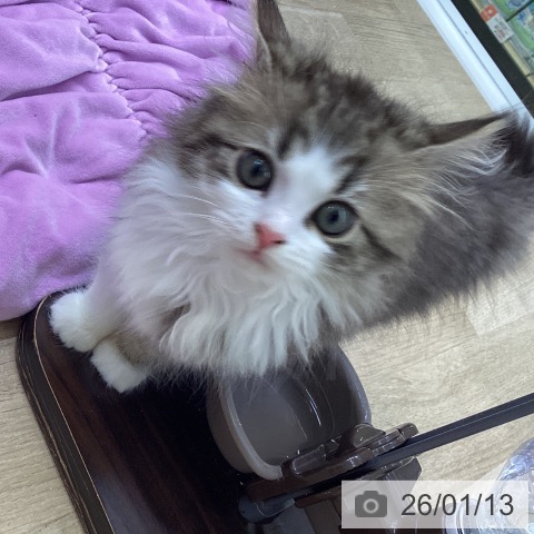 山梨県のサイベリアン (ペットプラス 甲府昭和店/2025年10月29日生まれ/女の子/ブラウンタビーホワイト)の子猫の4枚目の画像