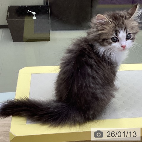 山梨県のサイベリアン (ペットプラス 甲府昭和店/2025年10月29日生まれ/女の子/ブラウンタビーホワイト)の子猫の3枚目の画像