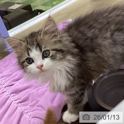 山梨県のサイベリアン (ペットプラス 甲府昭和店/2025年10月29日生まれ/女の子/ブラウンタビーホワイト)の子猫の4枚目の画像