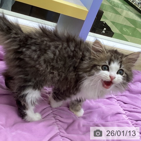 山梨県のサイベリアン (ペットプラス 甲府昭和店/2025年10月29日生まれ/女の子/ブラウンタビーホワイト)の子猫の3枚目の画像