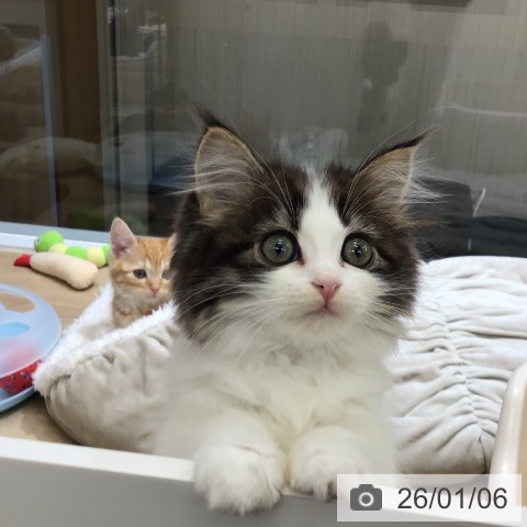 東京都のサイベリアン (ペットプラス むさし村山店/2025年10月30日生まれ/女の子/ブラウンタビーホワイト)の子猫の4枚目の画像