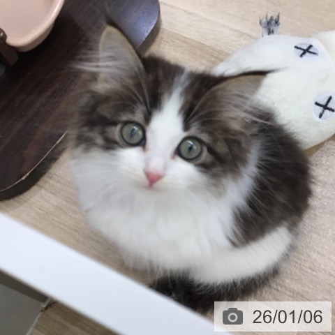 東京都のサイベリアン (ペットプラス むさし村山店/2025年10月30日生まれ/女の子/ブラウンタビーホワイト)の子猫の3枚目の画像