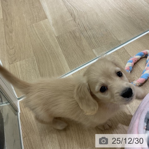 愛知県のミニチュアダックスフンド(ロング) (ペットプラス イオンモール豊川店/2025年10月30日生まれ/男の子/イエロー)の子犬の4枚目の画像