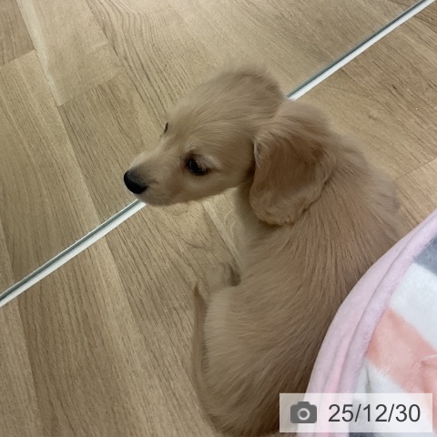 愛知県のミニチュアダックスフンド(ロング) (ペットプラス イオンモール豊川店/2025年10月30日生まれ/男の子/イエロー)の子犬の3枚目の画像