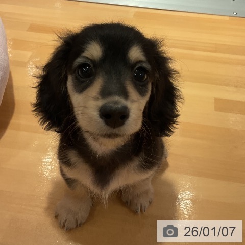 愛知県のミニチュアダックスフンド(ロング) (ペットプラス 名古屋茶屋店/2025年10月30日生まれ/女の子/ブラックイエロー)の子犬の4枚目の画像