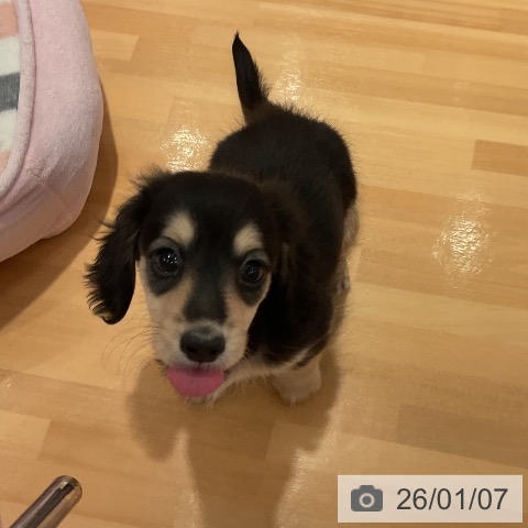 愛知県のミニチュアダックスフンド(ロング) (ペットプラス 名古屋茶屋店/2025年10月30日生まれ/女の子/ブラックイエロー)の子犬の3枚目の画像