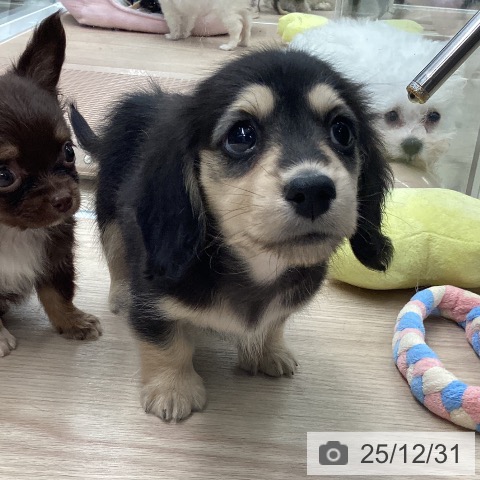 石川県のミニチュアダックスフンド(ロング) (ペットプラス 白山店/2025年10月30日生まれ/女の子/ブラックイエロー)の子犬の4枚目の画像