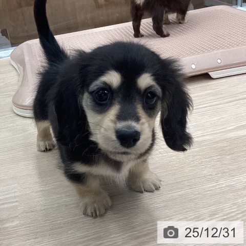 石川県のミニチュアダックスフンド(ロング) (ペットプラス 白山店/2025年10月30日生まれ/女の子/ブラックイエロー)の子犬の3枚目の画像