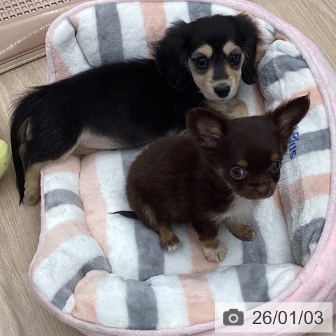 石川県のミニチュアダックスフンド(ロング) (ペットプラス 白山店/2025年10月30日生まれ/女の子/ブラックイエロー)の子犬の3枚目の画像