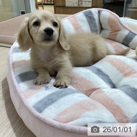 愛知県のミニチュアダックスフンド(ロング) (ペットプラス ナゴヤドーム前店/2025年10月30日生まれ/女の子/イエロー)の子犬の4枚目の画像