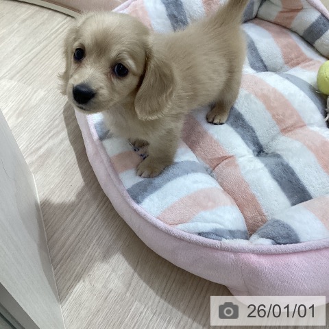 愛知県のミニチュアダックスフンド(ロング) (ペットプラス ナゴヤドーム前店/2025年10月30日生まれ/女の子/イエロー)の子犬の3枚目の画像