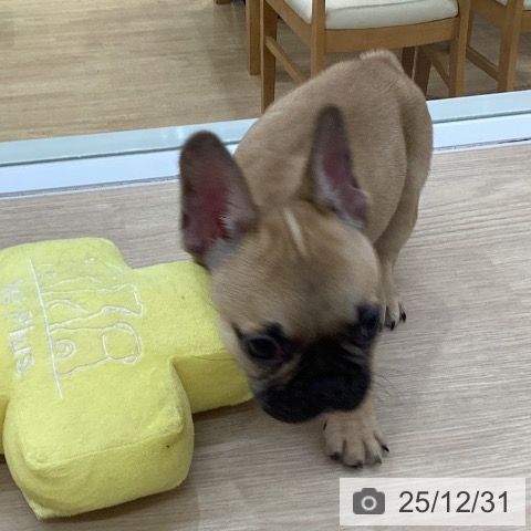 愛知県のフレンチブルドッグ (ペットプラス ナゴヤドーム前店/2025年10月24日生まれ/男の子/フォーン)の子犬の4枚目の画像