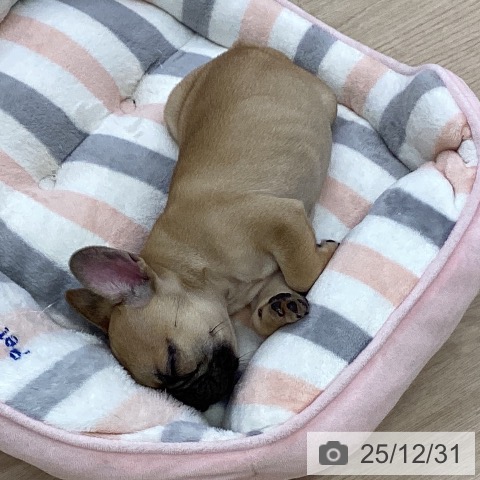 愛知県のフレンチブルドッグ (ペットプラス ナゴヤドーム前店/2025年10月24日生まれ/男の子/フォーン)の子犬の3枚目の画像