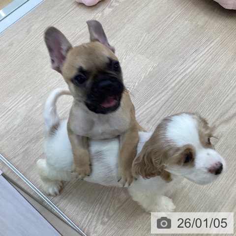 愛知県のフレンチブルドッグ (ペットプラス ナゴヤドーム前店/2025年10月24日生まれ/男の子/フォーン)の子犬の4枚目の画像