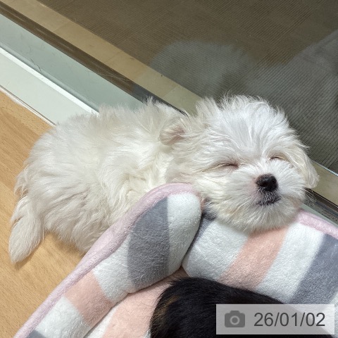 石川県のマルチーズ (ペットプラス 新小松店/2025年10月28日生まれ/男の子/ホワイト)の子犬の3枚目の画像