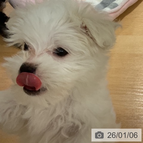 石川県のマルチーズ (ペットプラス 新小松店/2025年10月28日生まれ/男の子/ホワイト)の子犬の3枚目の画像