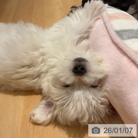 石川県のマルチーズ (ペットプラス 新小松店/2025年10月28日生まれ/男の子/ホワイト)の子犬の4枚目の画像