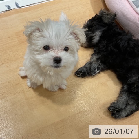 石川県のマルチーズ (ペットプラス 新小松店/2025年10月28日生まれ/男の子/ホワイト)の子犬の3枚目の画像