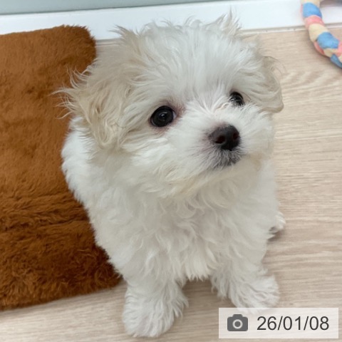 福井県のマルチーズ (ペットプラス 福井店/2025年10月28日生まれ/女の子/ホワイト)の子犬の4枚目の画像