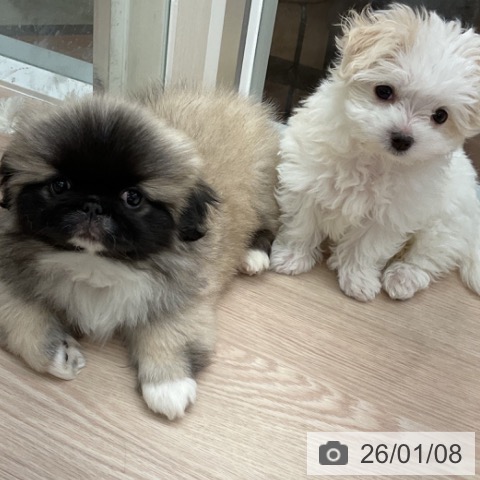 福井県のマルチーズ (ペットプラス 福井店/2025年10月28日生まれ/女の子/ホワイト)の子犬の3枚目の画像