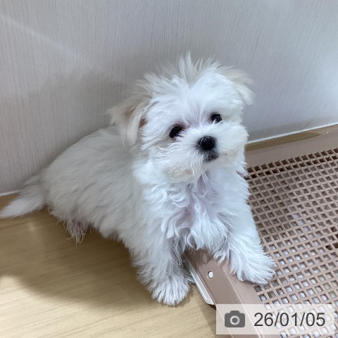 愛知県のマルチーズ (ペットプラス ナゴヤドーム前店/2025年10月30日生まれ/男の子/ホワイト)の子犬の4枚目の画像