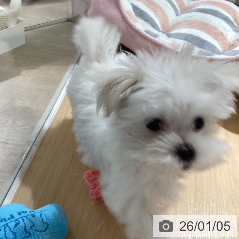 愛知県のマルチーズ (ペットプラス ナゴヤドーム前店/2025年10月30日生まれ/男の子/ホワイト)の子犬の3枚目の画像
