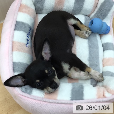 青森県のチワワ(ロング) (ペットプラス 青森浜田店/2025年10月25日生まれ/女の子/ブラックタンホワイト)の子犬の3枚目の画像