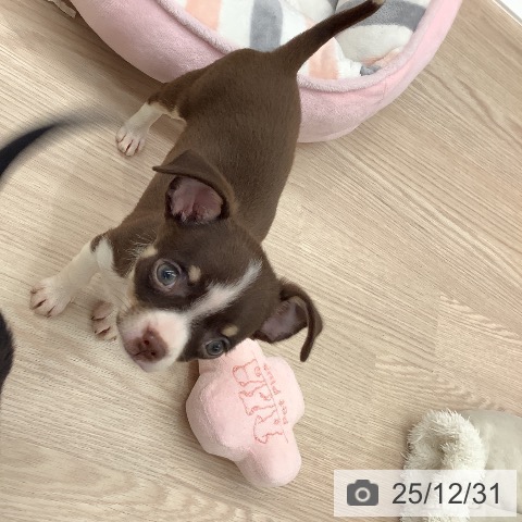 福井県のチワワ(ロング) (ペットプラス 福井店/2025年10月25日生まれ/女の子/チョコレートタンホワイト)の子犬の3枚目の画像