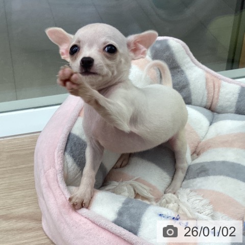 石川県のチワワ(ロング) (ペットプラス 白山店/2025年10月25日生まれ/女の子/クリーム)の子犬の4枚目の画像