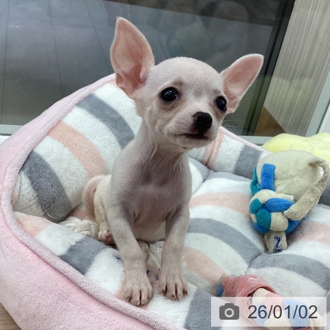 石川県のチワワ(ロング) (ペットプラス 白山店/2025年10月25日生まれ/女の子/クリーム)の子犬の3枚目の画像