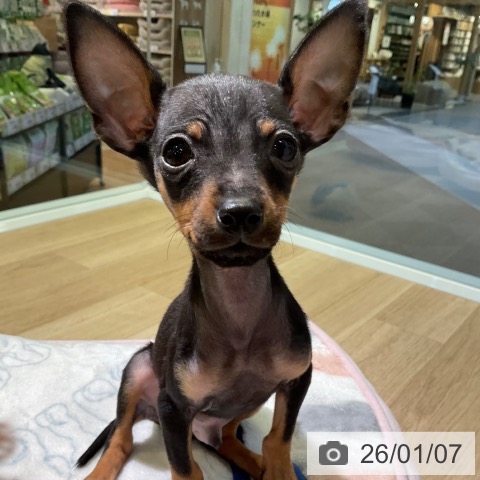 愛知県のミニチュアピンシャー (ペットプラス 岡崎店/2025年10月26日生まれ/男の子/ブラックタン)の子犬の4枚目の画像