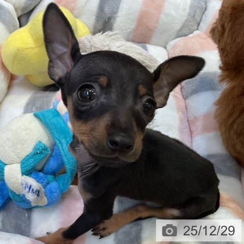 愛知県のミニチュアピンシャー (ペットプラス 岡崎店/2025年10月26日生まれ/男の子/ブラックタン)の子犬の3枚目の画像