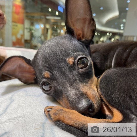 愛知県のミニチュアピンシャー (ペットプラス 岡崎店/2025年10月26日生まれ/男の子/ブラックタン)の子犬の4枚目の画像