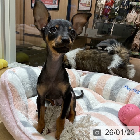 愛知県のミニチュアピンシャー (ペットプラス イオンモール豊川店/2025年10月26日生まれ/男の子/ブラックタン)の子犬の3枚目の画像