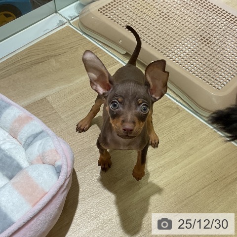 愛知県のミニチュアピンシャー (ペットプラス イオンモール豊川店/2025年10月26日生まれ/男の子/チョコレートタン)の子犬の4枚目の画像