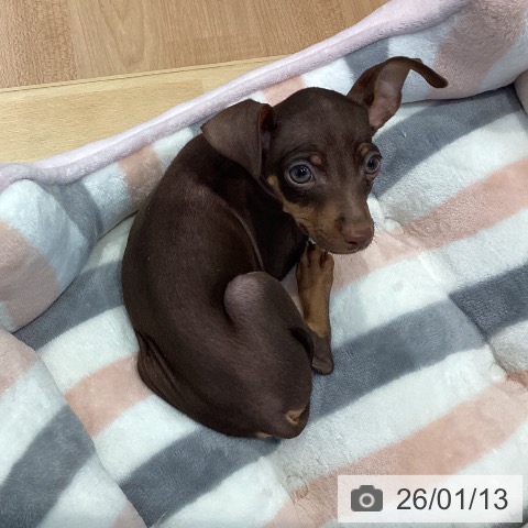 愛知県のミニチュアピンシャー (ペットプラス 三好店/2025年10月26日生まれ/男の子/チョコレートタン)の子犬の4枚目の画像