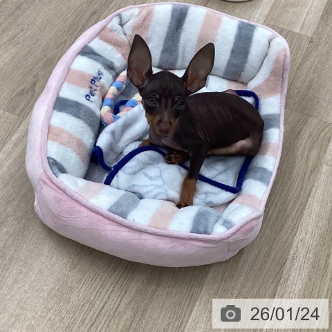 愛知県のミニチュアピンシャー (ペットプラス 豊橋牧野店/2025年10月26日生まれ/男の子/チョコレートタン)の子犬の4枚目の画像