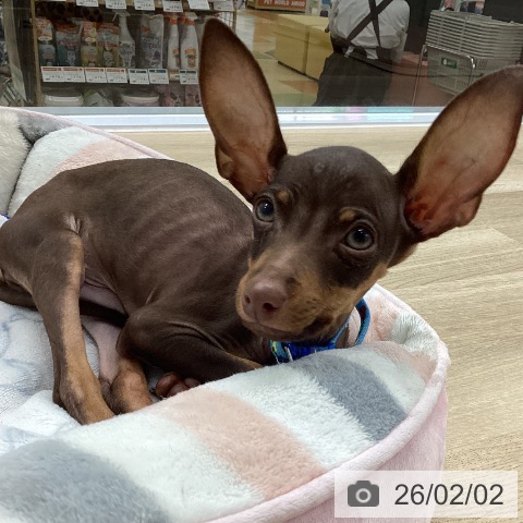 ミニチュア・ピンシャーの写真