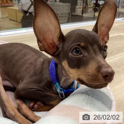 ミニチュア・ピンシャーの写真