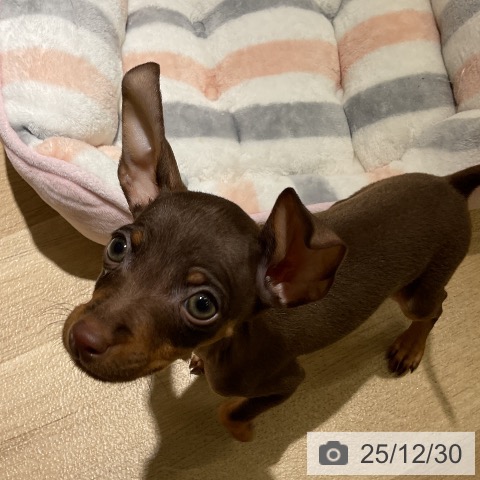 愛知県のミニチュアピンシャー (ペットプラス イオンモール豊川店/2025年10月26日生まれ/男の子/チョコレートタン)の子犬の3枚目の画像